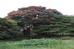 Spathodea campanulata